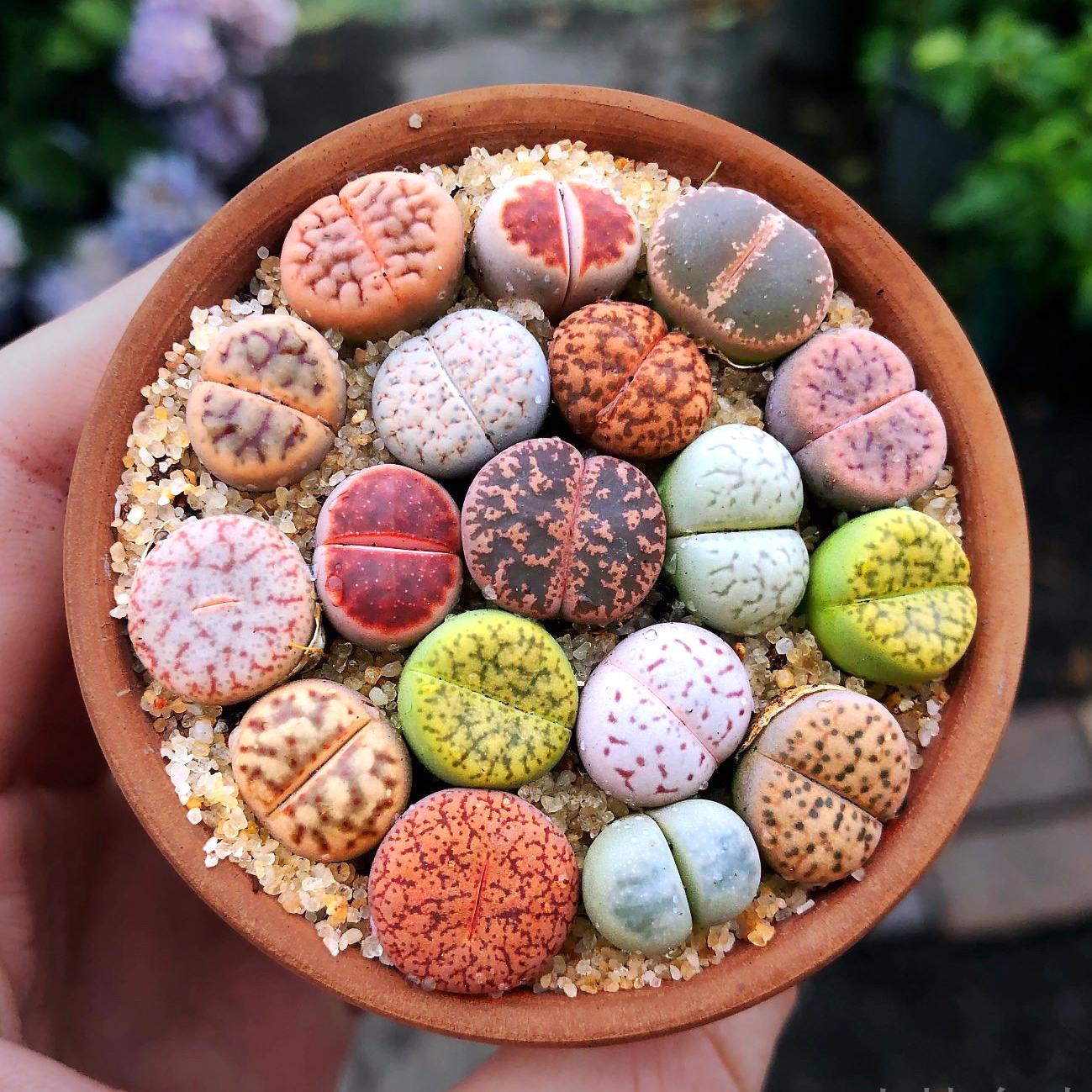 Lithops