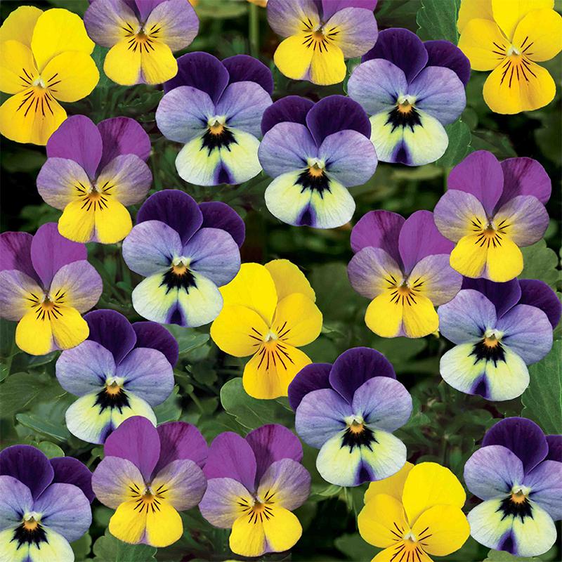 Hạt giống hoa Viola (Pansy) Golden Seeds Mix 50 Hạt