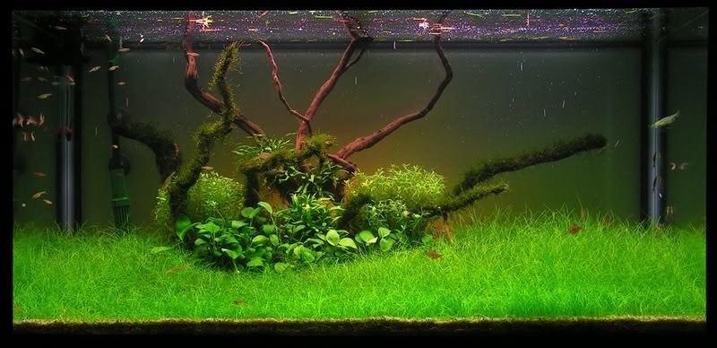 NGƯU MAO CHIÊN THỦY SINH  (1 tất)