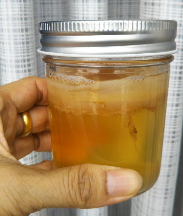 Nấm SCOBY làm trà Kombucha