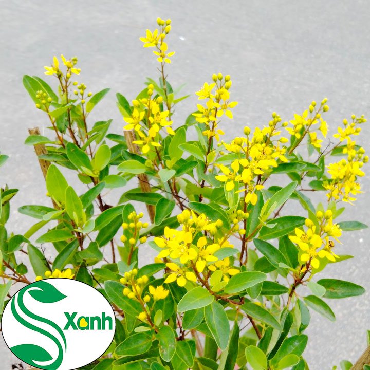 Cây kim đồng hoa vàng