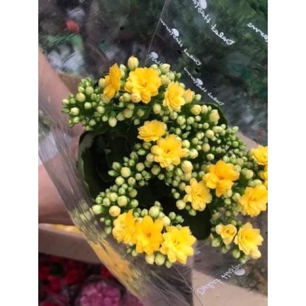 Cây Hoa sống đời kép.....