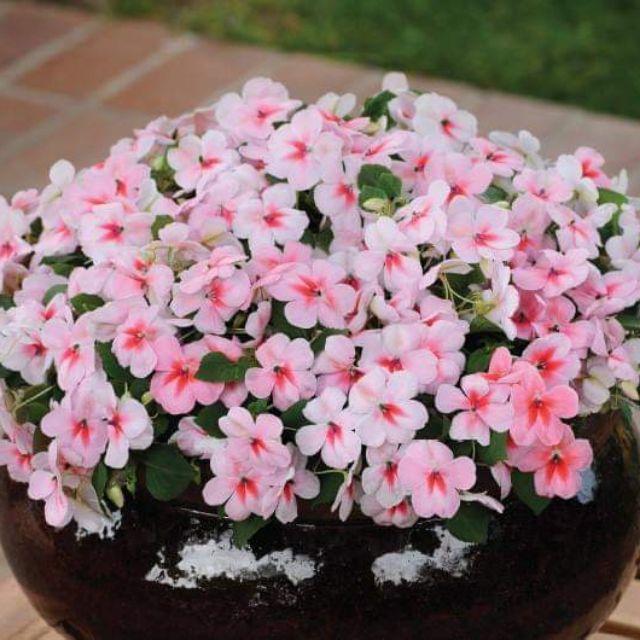 Gói 10 hạt giống mai địa thảo Impatiens Cherry Splash Hybrid