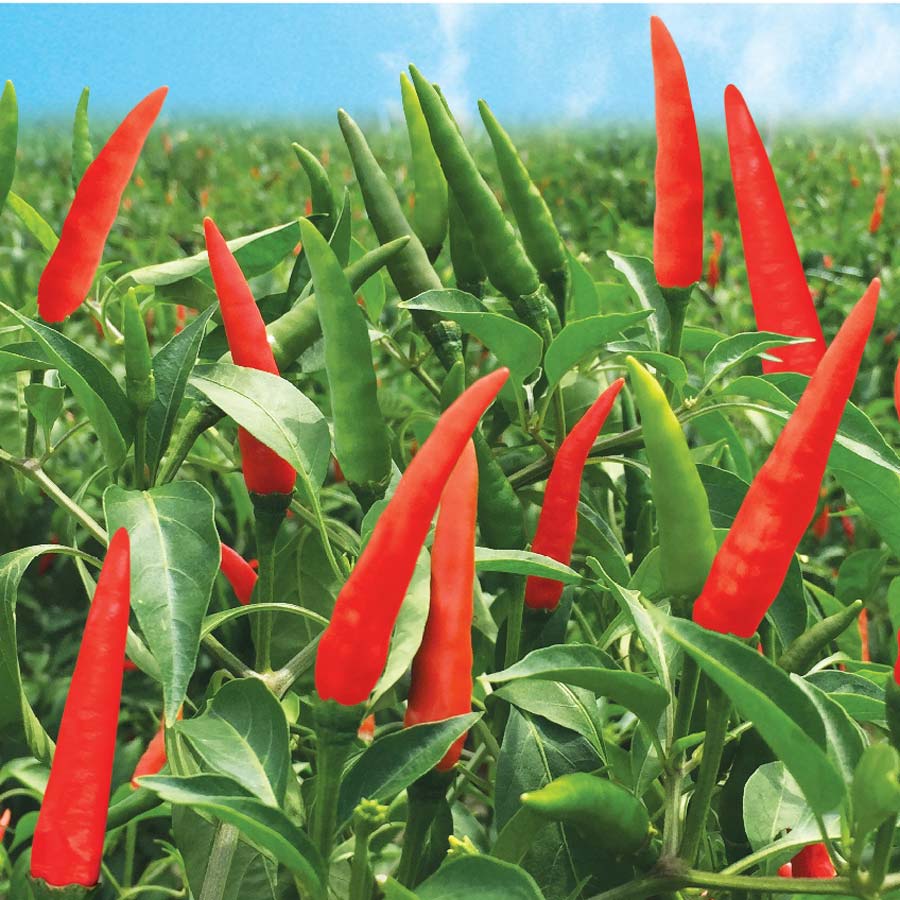50H - #Hạt_Giống_Ớt_Chỉ_Thiên ( tặng kèm kích mầm và phân bón )