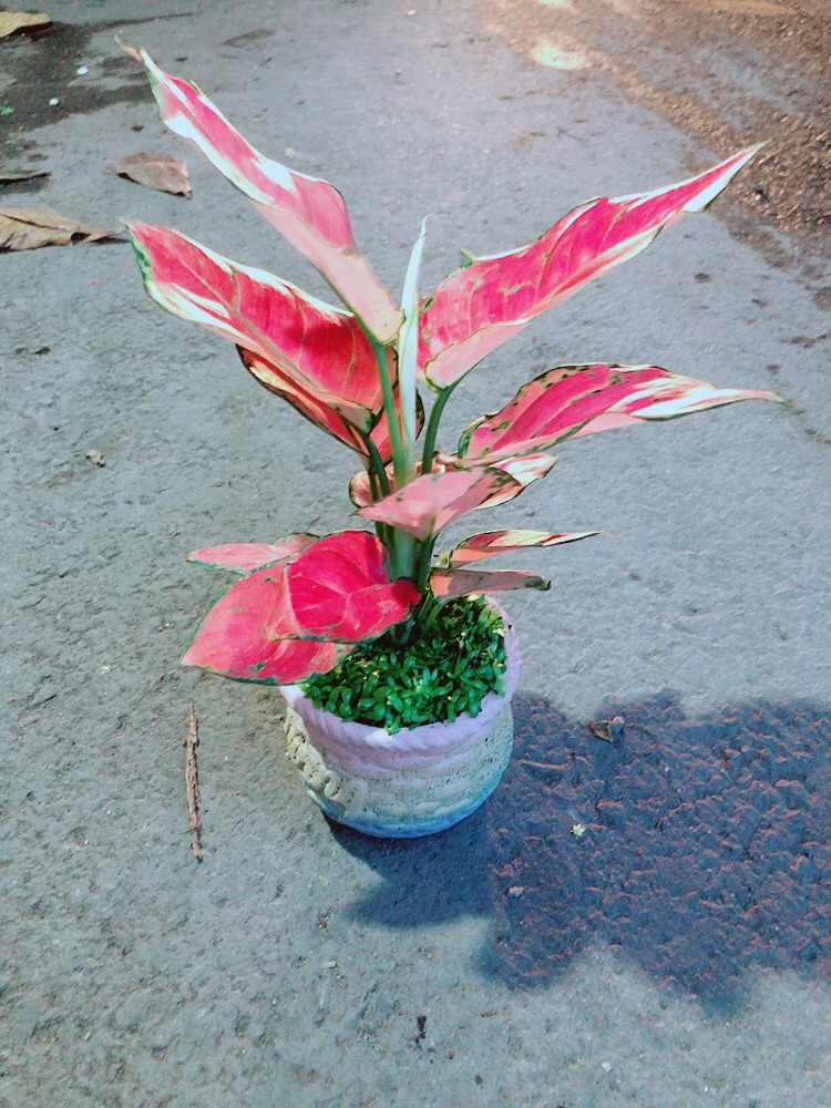 Chậu Vạn Lộc Hồng