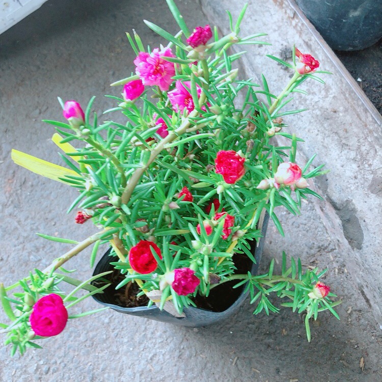 Hoa mười giờ mỹ