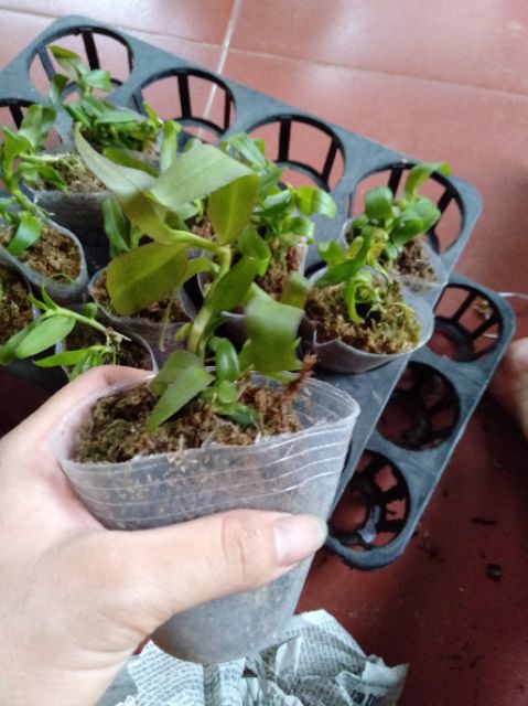 [Viện Nghiên Cứu Di Chuyền Nông Nghiệp] Hoa phong lan phi điệp ám phú thọ