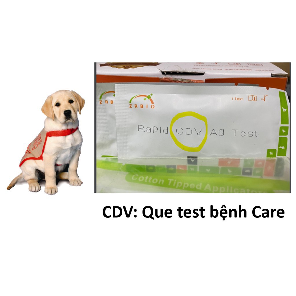 (1 que) Test bệnh parvo chó que thử bệnh pravo chó