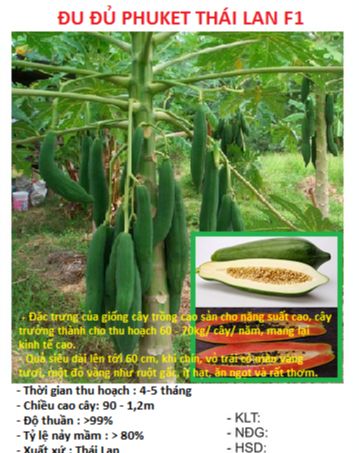 Hạt giống đu đủ lùn Phuket siêu ngọt Thái Lan ( 5Gram= khoảng 150 hạt)
