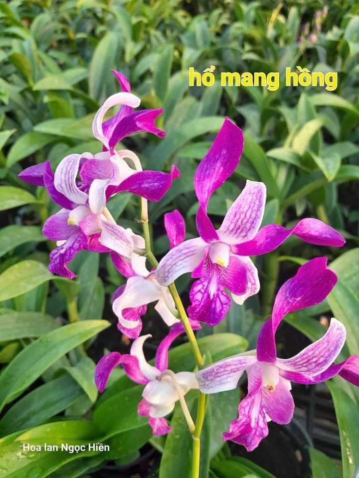 Hoa lan denro hổ mang hồng