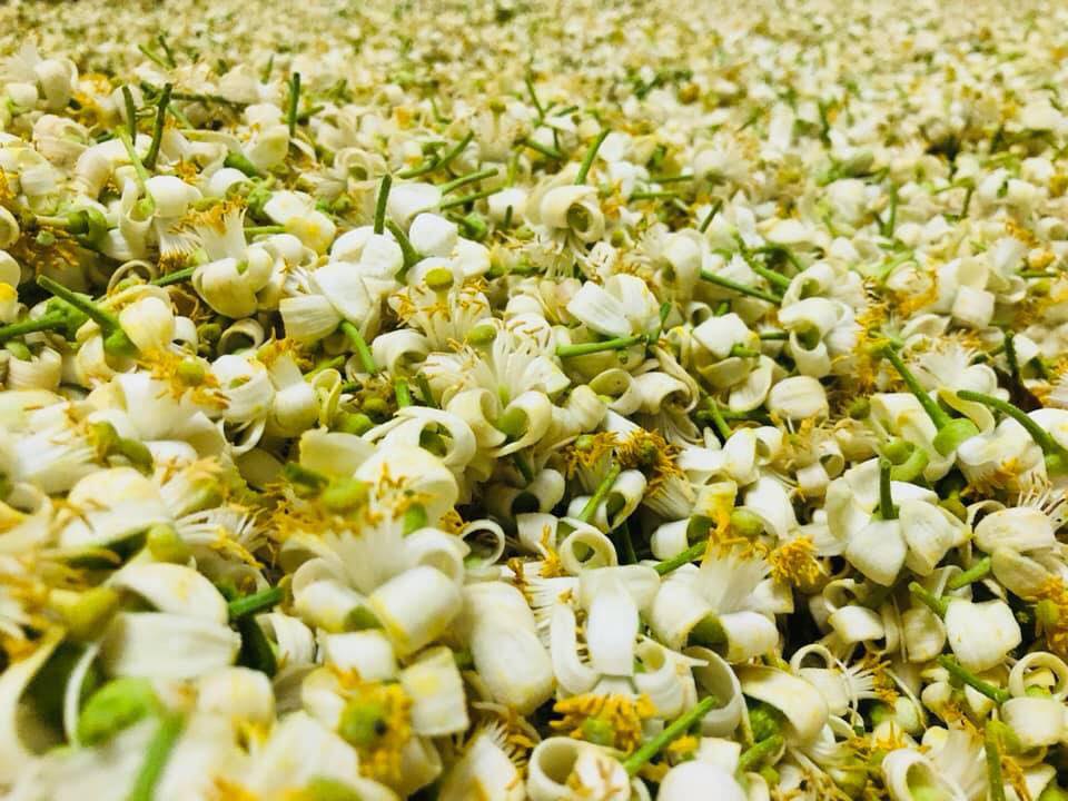 Nước cất hoa bưởi Pomely