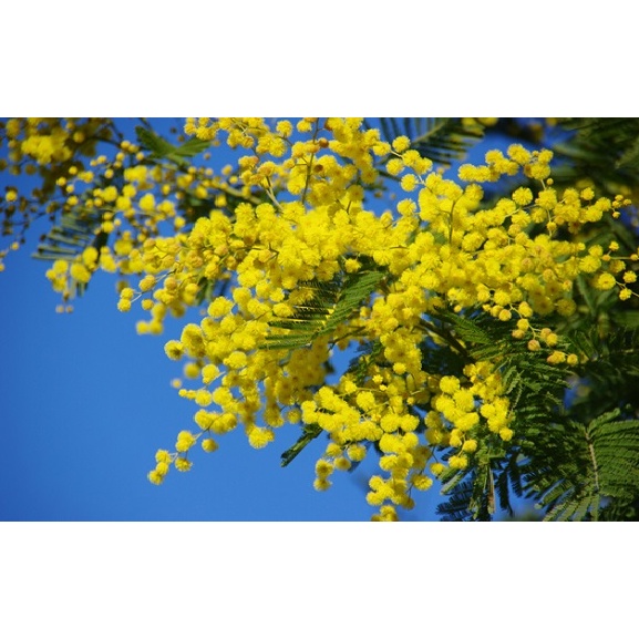 Gói 5 hạt giống cây Mimosa