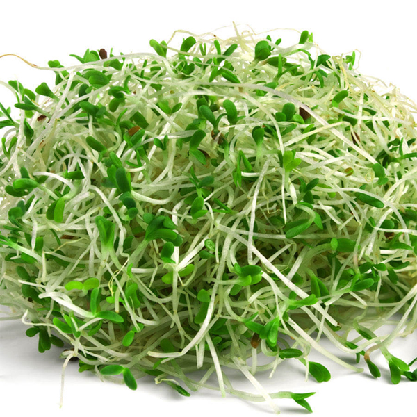Hạt giống rau mầm củ cải trắng - 50g