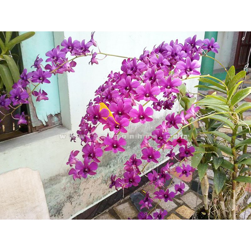 cây giống hoa lan dendro cao 10-20cm