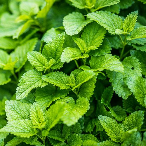 Hạt Giống Bạc Hà Chanh (LEMON BALM 601) 1gr