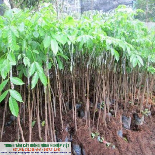 Cây trám đen cao 70-80cm chuẩn giống ĐHNN