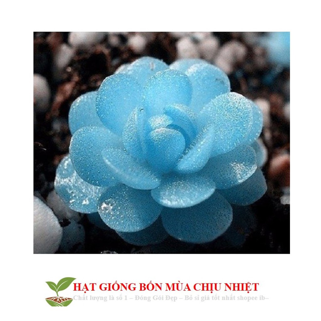MJ68 Hạt giống Sen đá Kim Cương (20 hạt)