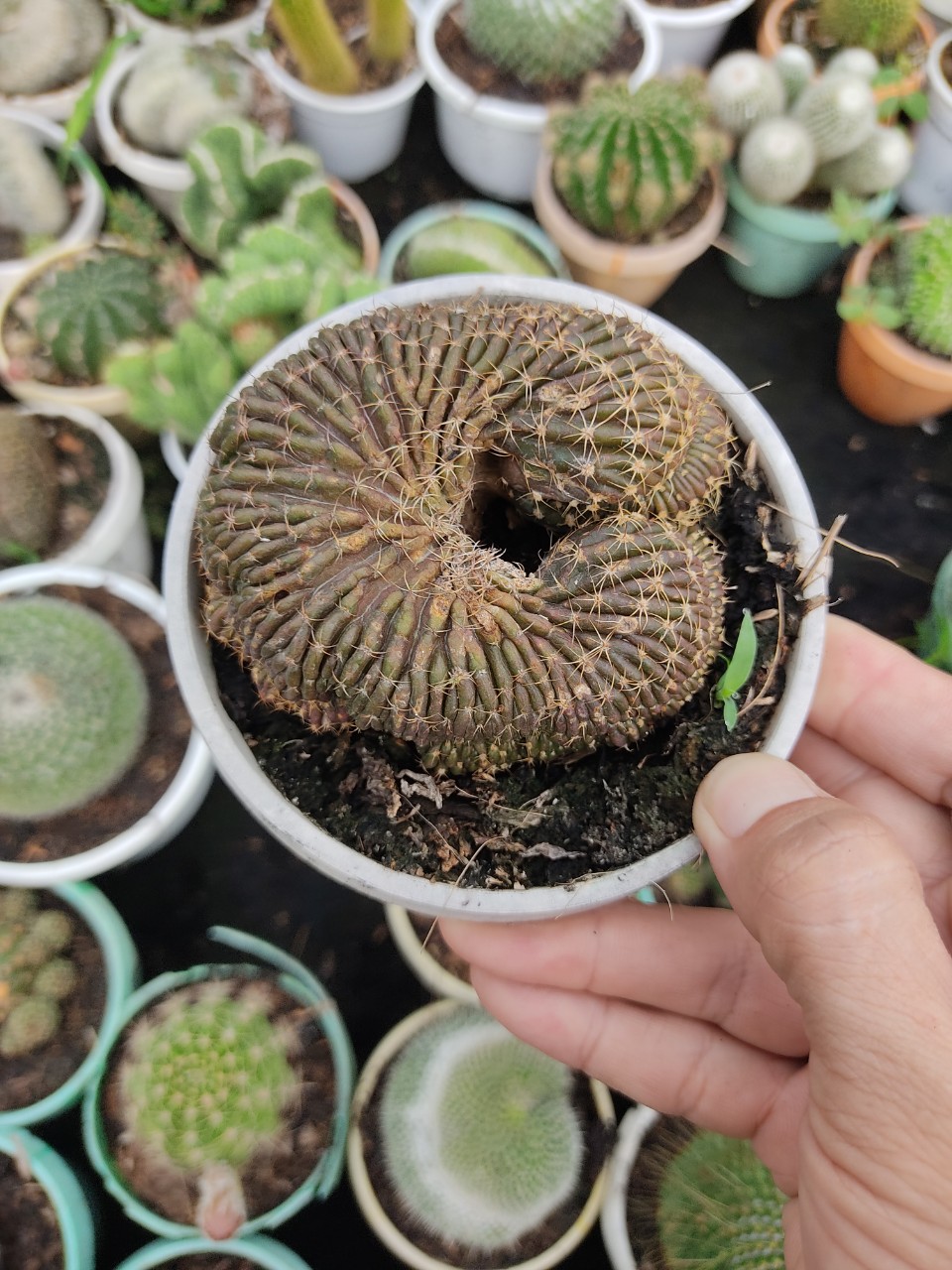Xương rồng LOBI CREST size chậu (10cm)