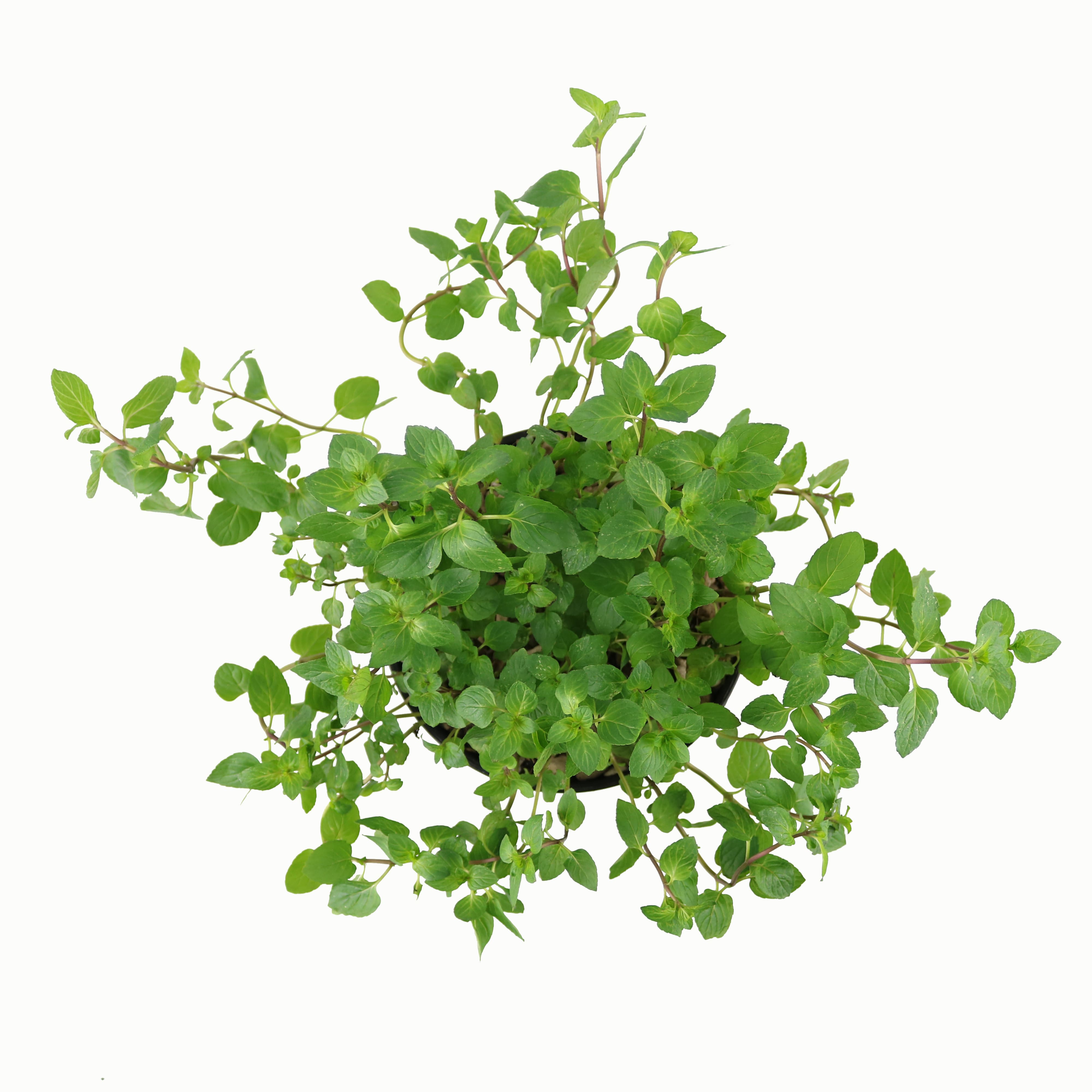 Cây gia vị | Cây bạc hà sicula | Choco Mint