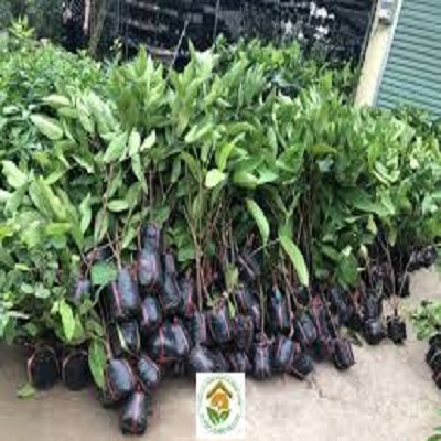 cây giống mận đỏ an phước chuẩn giống