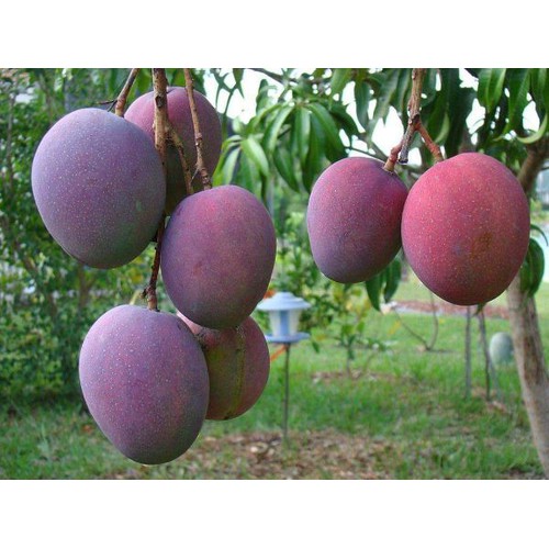 cây giống XOÀI TÍM - Giống chuẩn F1 - Siêu sai quả ngon, ngọt