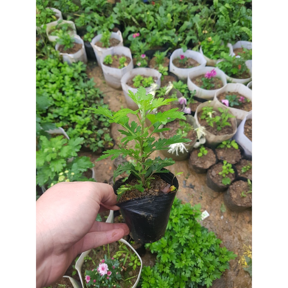 Cúc mâm xôi Hàn Quốc - (cây giống)
