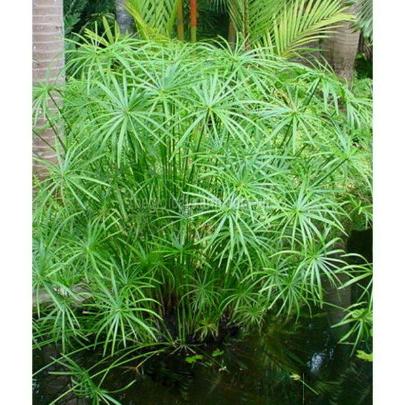 Cây Thuỷ trúc size nhỏ - lọc sạch nước bể cá, hồ cá
