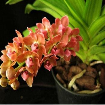 combo 06 cây lan Ngọc điểm giống màu cam