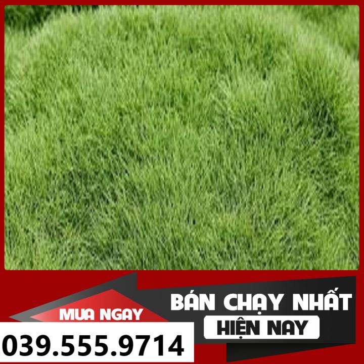 Hạt Giống Cỏ Thảm BERMUDA ( Cỏ Chỉ) 500G