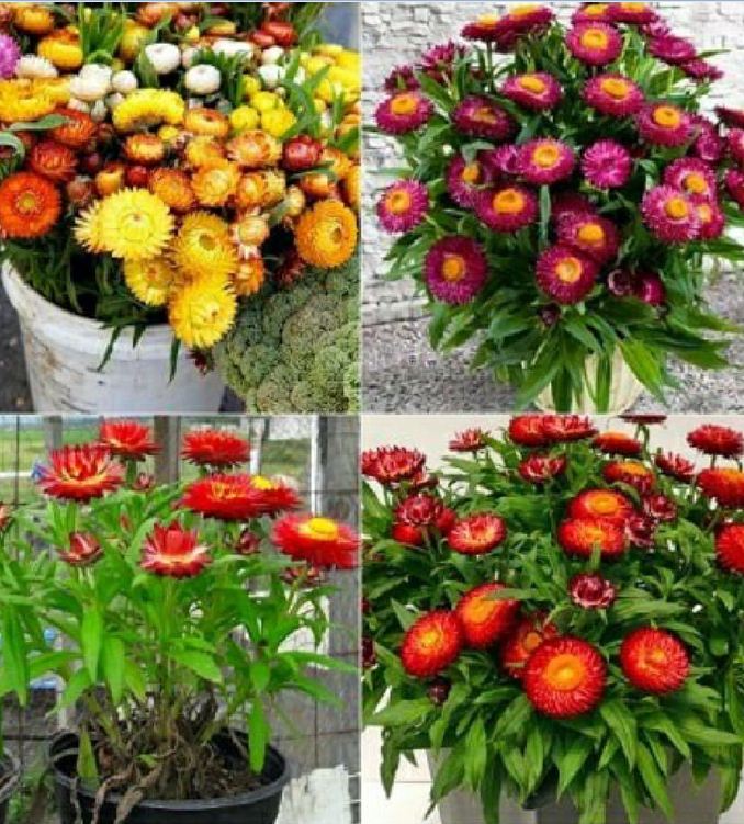 Hạt giống hoa cúc bất tử nhiều màu - gói 50 hạt