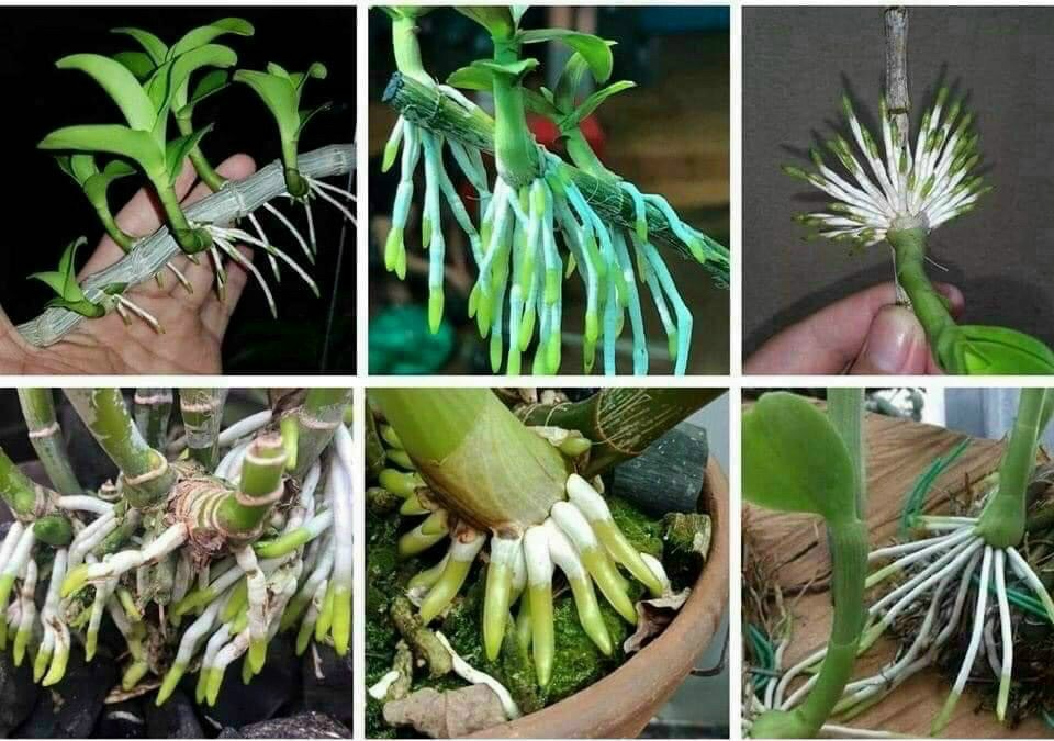 Thuốc kích thích ra rễ cho cây trồng