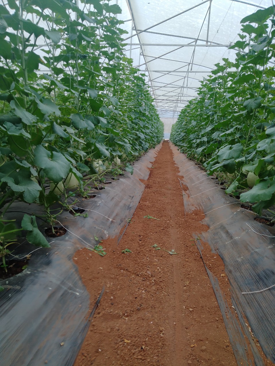 Hạt giống dưa lê Bạch Ngọc Ngọt Thanh, Ruột Trắng_KIEUFARM_1 Gói/500 hạt