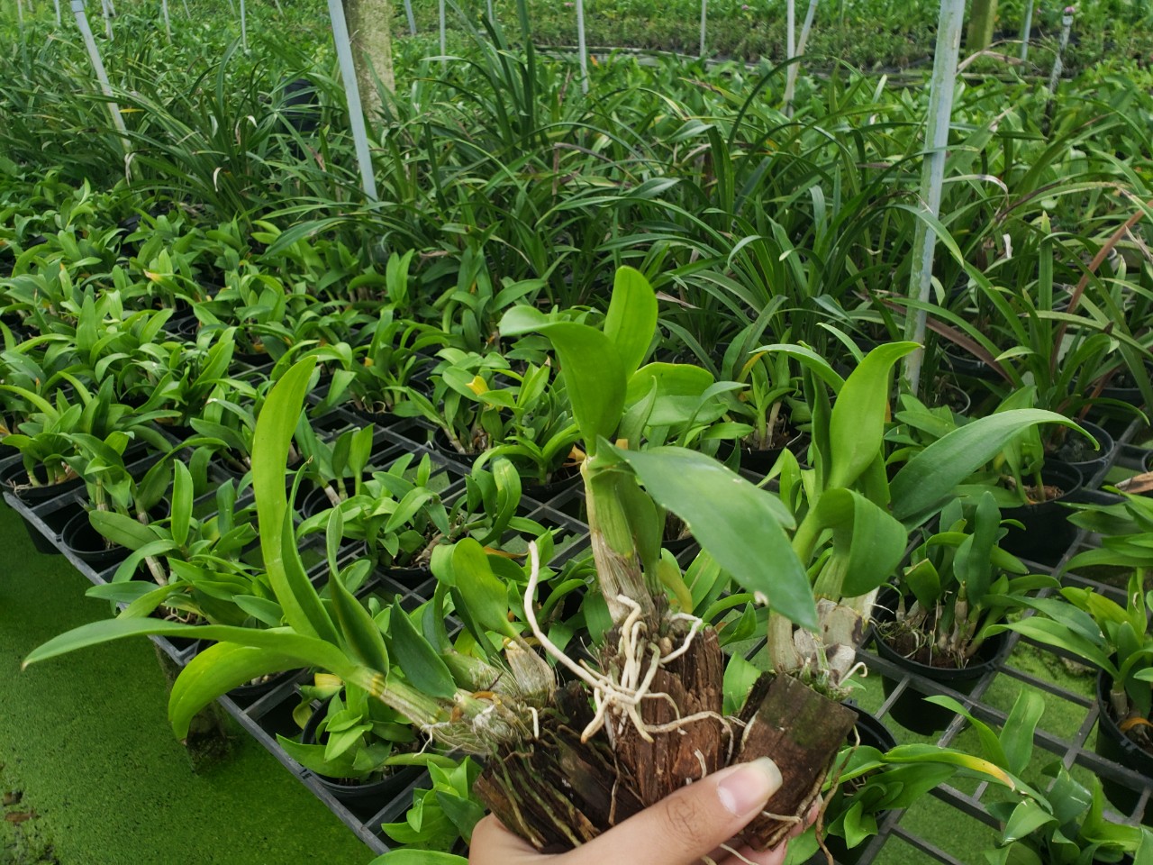 COMBO 10 cốc Giống Denro đủ màu(7-12CM)