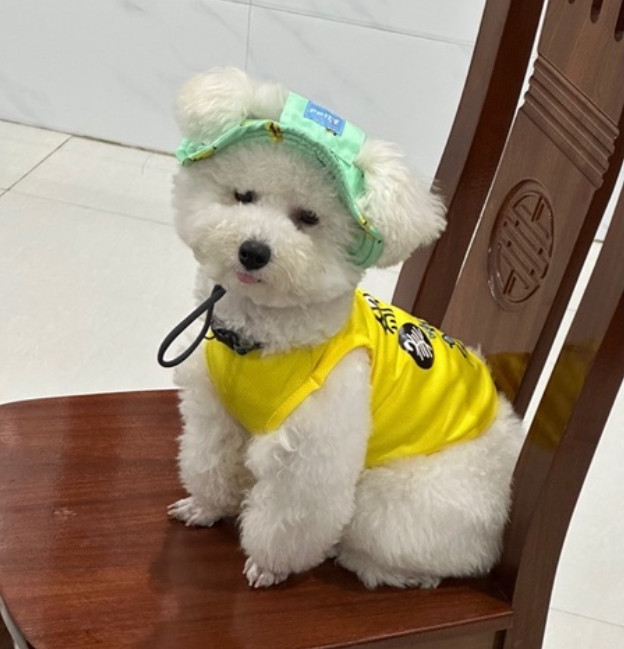 XẢ KHO Nón tai bèo dành cho chó và mèo