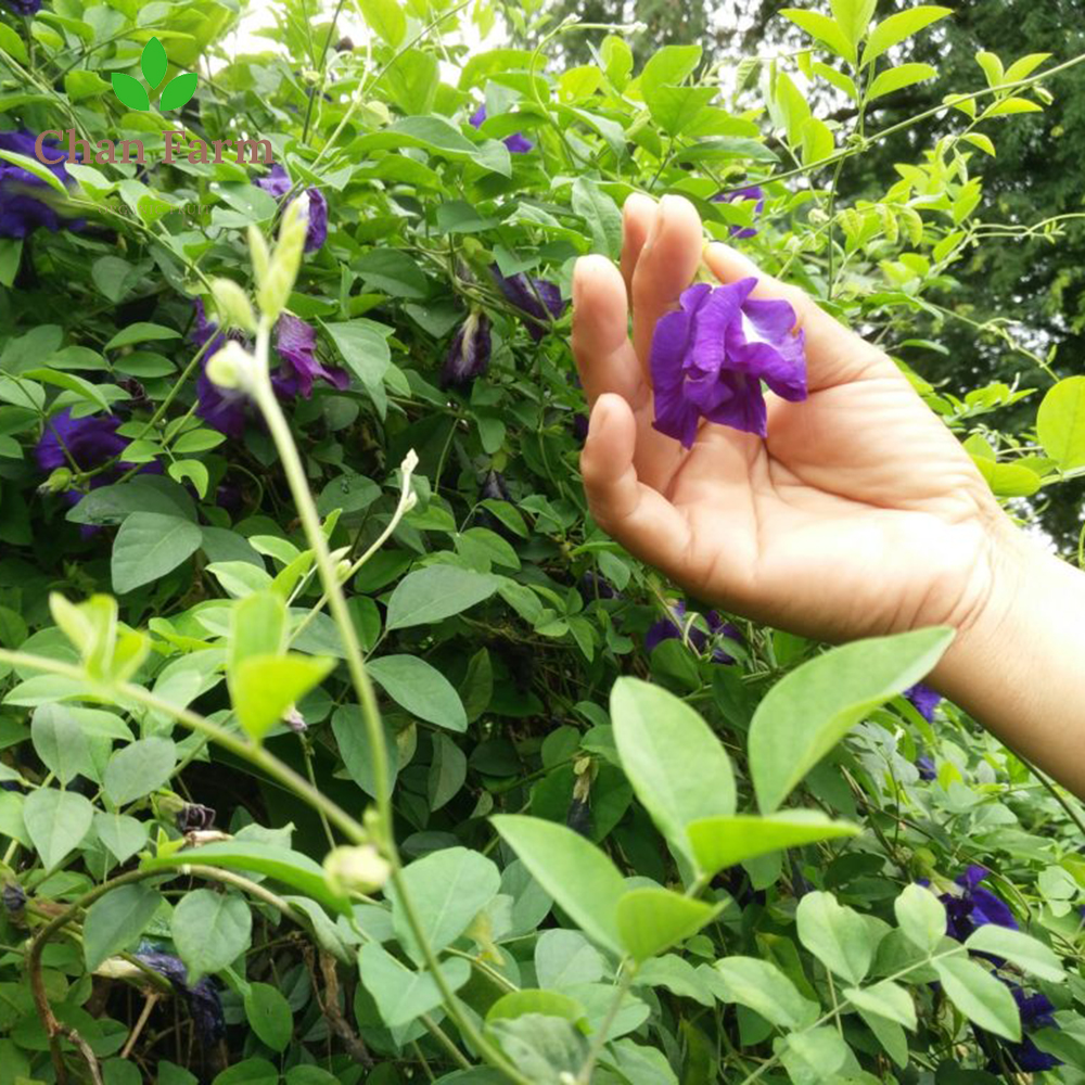 Trà Hoa Đậu Biếc 100Gr Chan Farm
