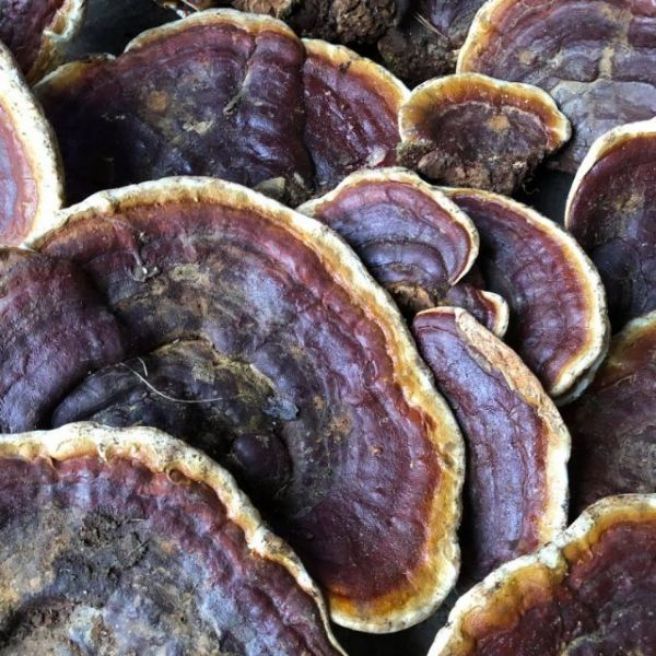 Sỉ toàn quốc 1kg nấm linh chi rừng hồng chi rừng