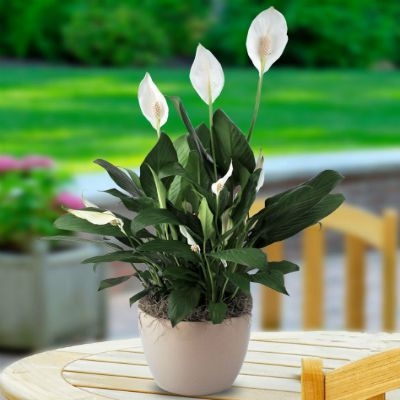 [Cây phong thủy] Lan ý lá lớn hoa rất thơm - Thegioiraumam