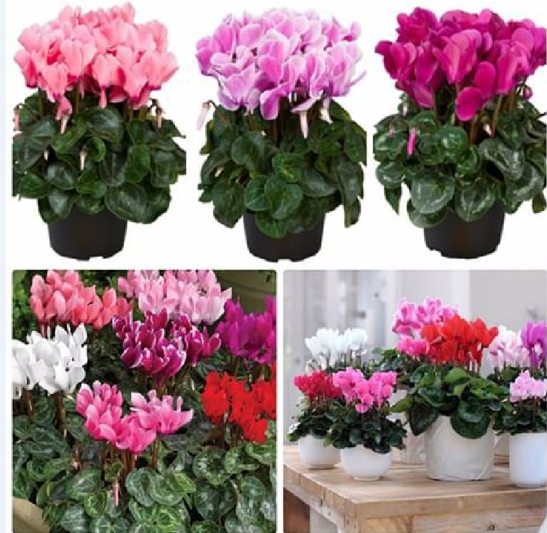 Hạt Giống Hoa Anh Thảo Mix Nhiều Màu - 5 hạt/gói / Tặng gói kich thích hạt nảy mầm