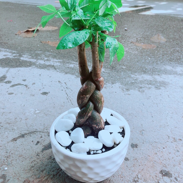 Chậu kim ngân thắt bính 3 thân