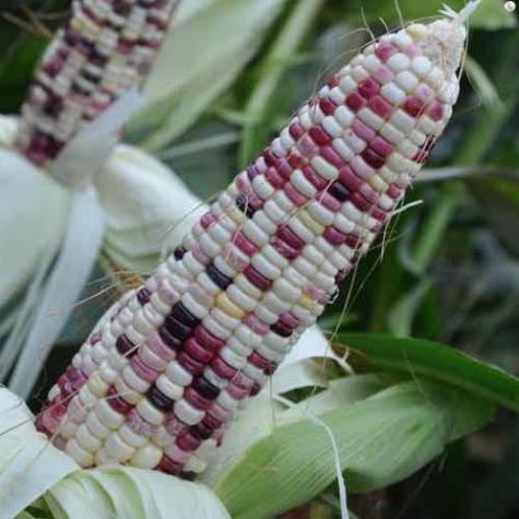 02 gói Phân bón sinh học BIMA - chế phẩm nấm đối kháng TRICHODERMA gói 1Kg