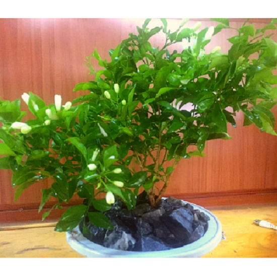 CHẬU CÂY NGUYỆT QUẾ LÙN BONSAI - CCNQLBS