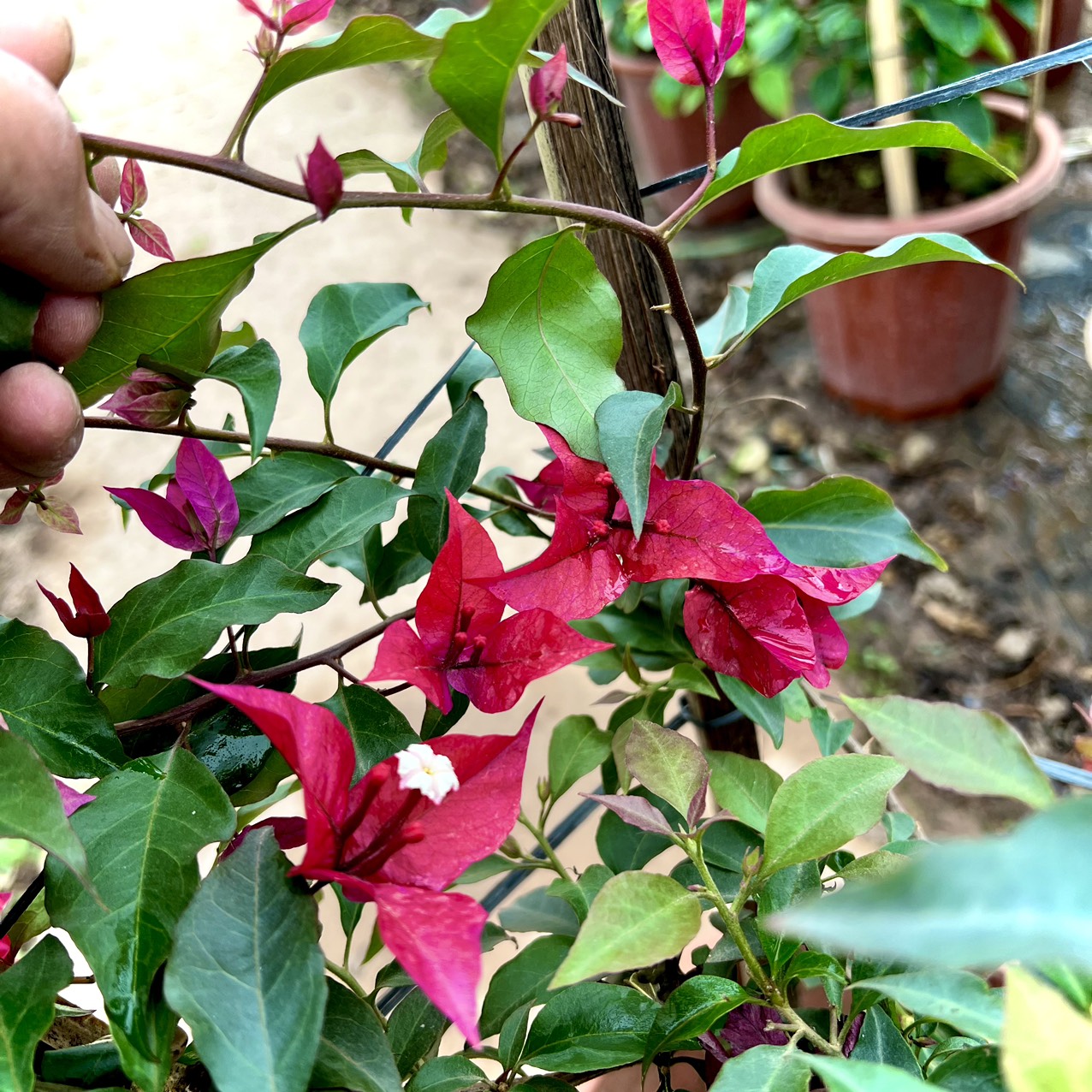 Cây hoa giấy tím lửa trưởng thành - Ruby lửa cao 70cm đang hoa