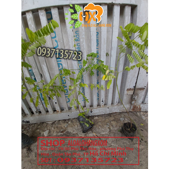 combo 5 cây cẩm lai cây giống