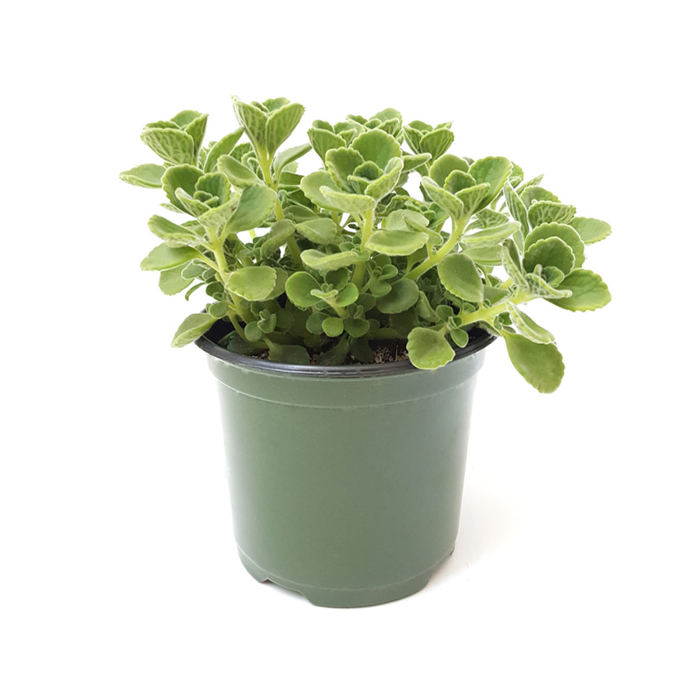 Sen thơm size bầu 3-5cm xuất vườn Đà Lạt