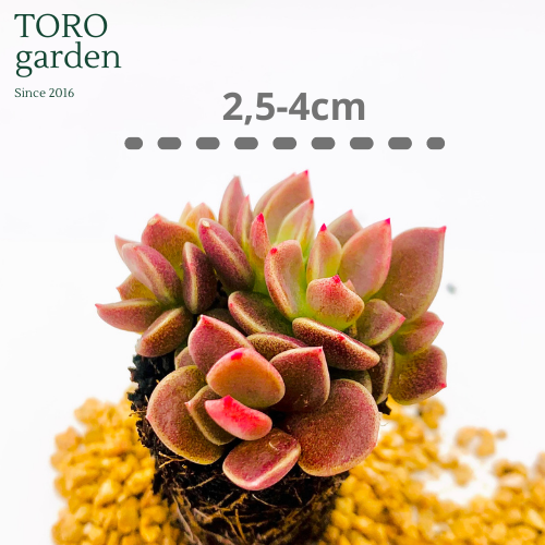 SEN ĐÁ MẶT TRĂNG SIZE MINI LỖI 1 ĐỔI 1