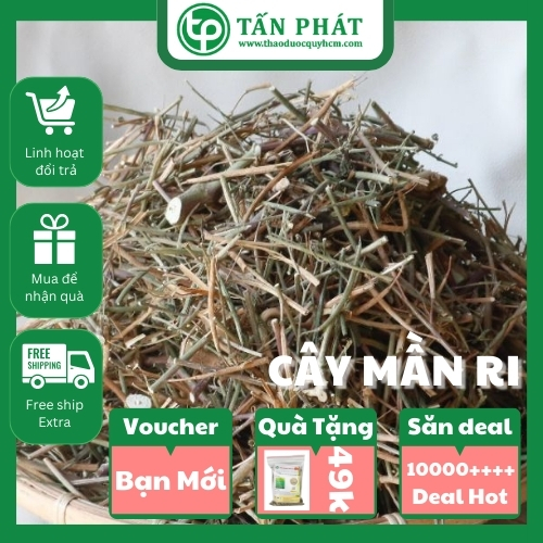 Cây mần ri khô 1kg (thơm sạch) - Hàng sạch chuyên dùng để pha trà và sắc lấy nước uống