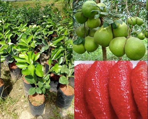 Cây giống bưởi ruby thái lan + tặng 2 cây quế giống
