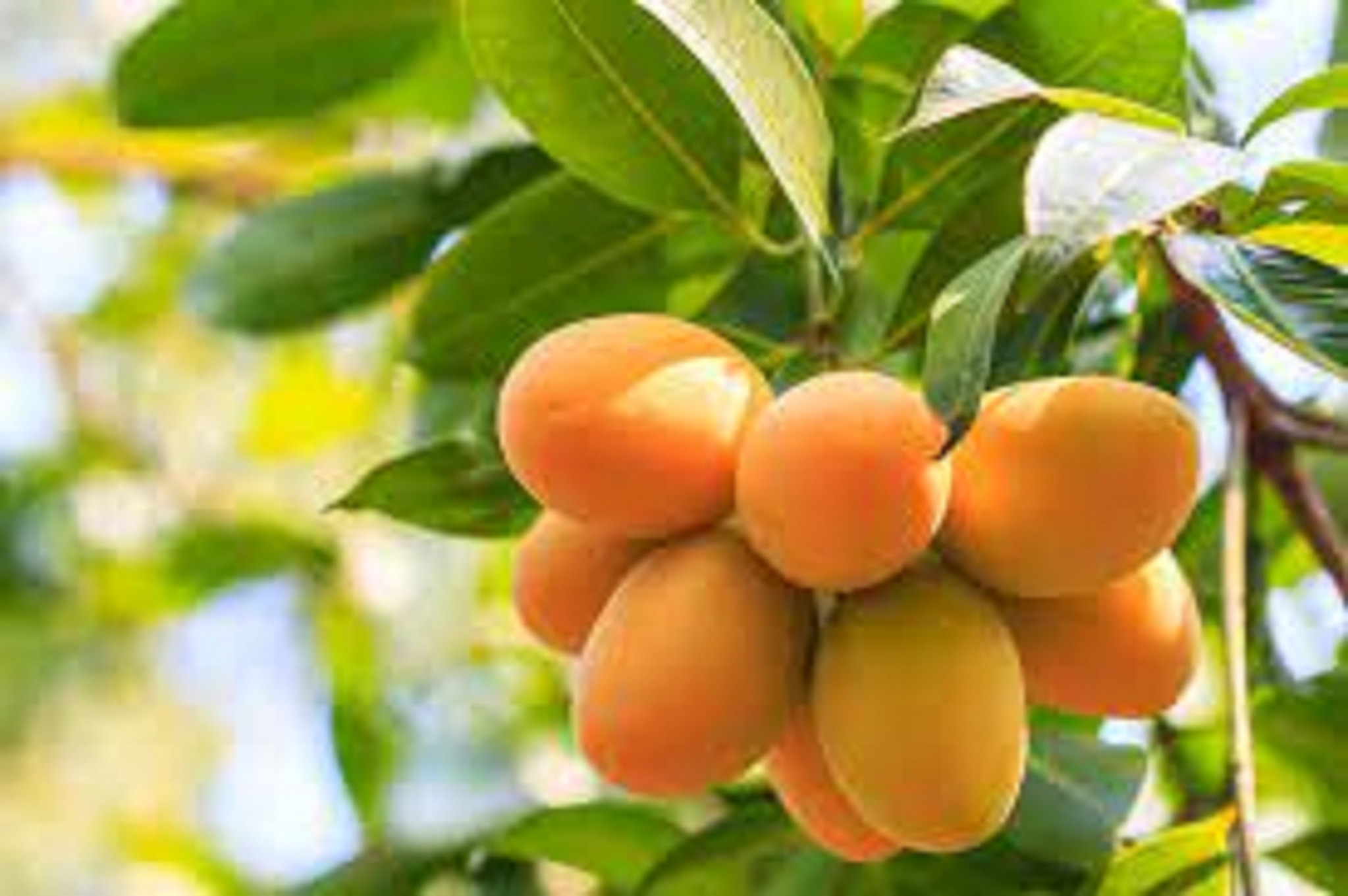 CÂY GIỐNG XOÀI THANH CA [ GIỐNG Xoài ghép18 tháng cho quả ].