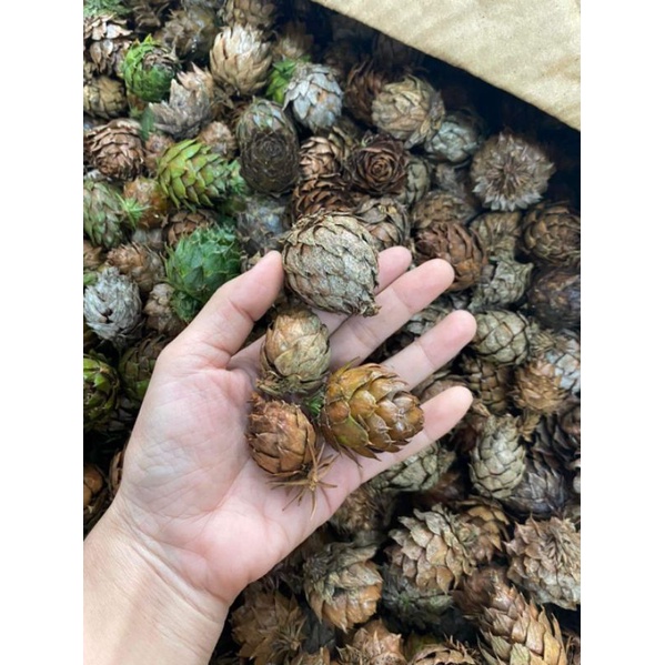 Set trái thông cánh mềm trang trí noel