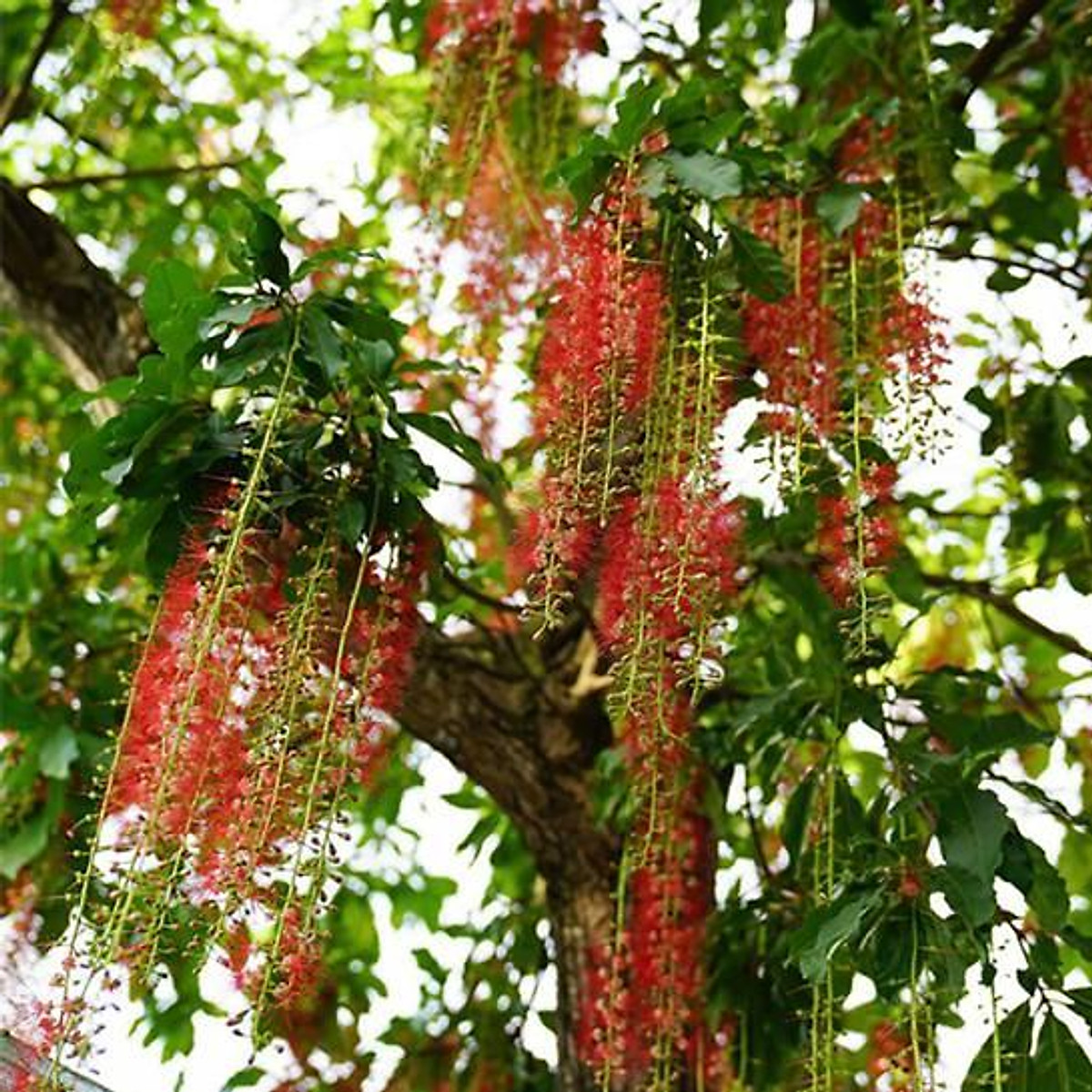 Hạt giống cây lộc vừng hoa đỏ